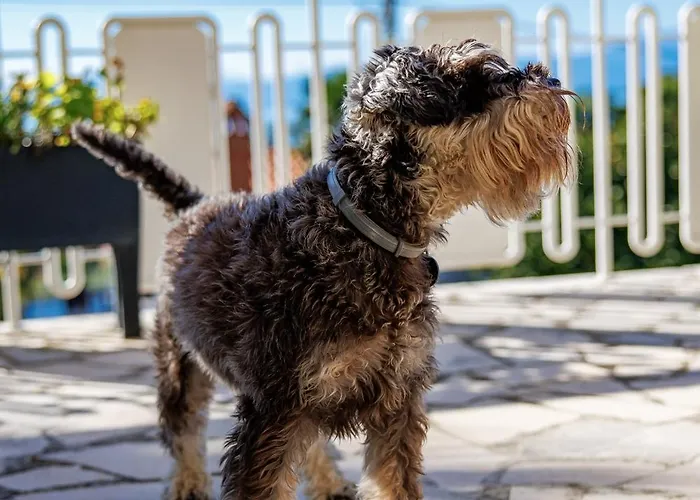 Apartament Martina *